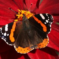 Admiral_2016_10_08_3031