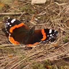 Admiral_2017_06_05_6743