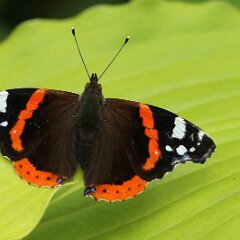 Admiral_2017_07_08_8619