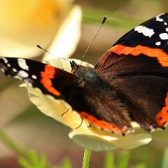 Admiral_2017_09_24_9592