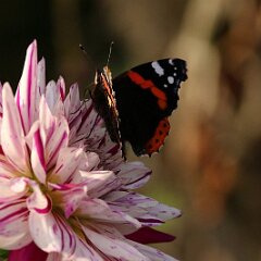 Admiral_2019_10_24 Hy Trio_1015