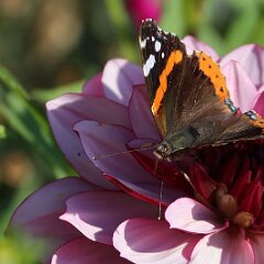 Admiral_2020_07_12_01442