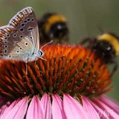 Blaeuling_2013-08-04_3371