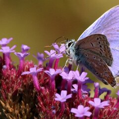 Blaeuling_2017_09_03_9062