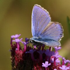 Blaeuling_2017_09_03_9064