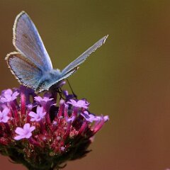 Blaeuling_2017_09_03_9068