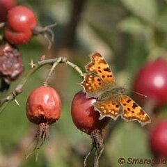 C-Falter_2008-09-19_2911