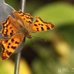 C-Falter_2013-07-05_3092