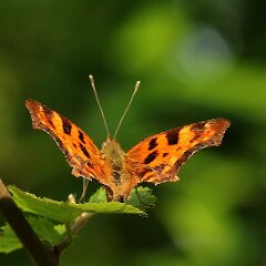 C-Falter_2017_07_07_8577