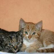 Leliaardjes 2004-11-10_0666