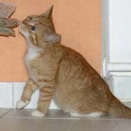 Leliaardjes 2004-11-12_0672