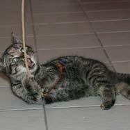 Leliaardjes 2004-11-12_0674