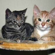 Leliaardjes_2005-01-07_IMG_