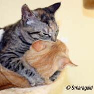 Leliaardjes_2005-01-15_IMG_089