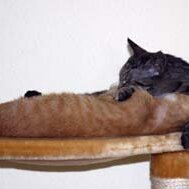 Leliaardjes_2005-02-01_IMG_