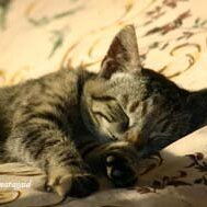 Leliaardjes_2005-02-05_0911