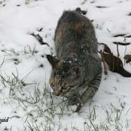 Leliaardjes_2005-03-03_0929