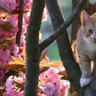 Leliaardjes_2005-04-22_1686