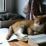 Leliaardjes_2005-06-05_1904