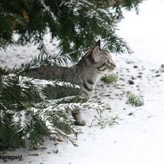 Nellie-2005-03-03_0931