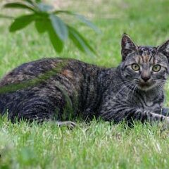 Nellie-2005-06-06_1912