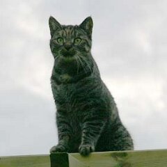 Nellie-2006-11-17_0010