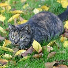 Nellie-2006-11-17_0017