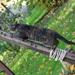 Nellie-2006-11-17_0024