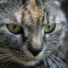 Nellie-2007-05-20_7618