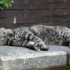 Nellie-2007-06-02_7815