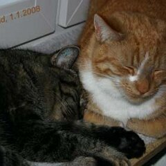 2008-01-01_Katten_9672 Neujahr