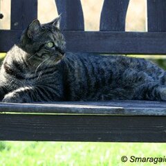 Nellie-2008-02-08_9846