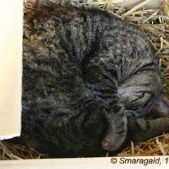 Nellie-2008-04-12_0272