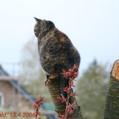 Nellie-2008-04-13_0303