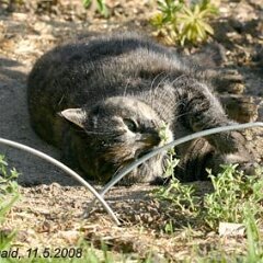 Nellie-2008-05-11_0480