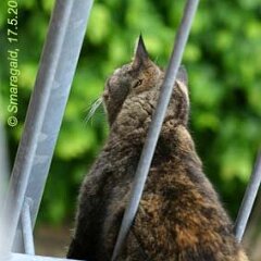 Nellie-2008-05-17_0611