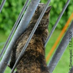 Nellie-2008-05-17_0615