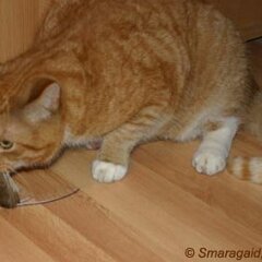 20090113_erste-Beute_4055