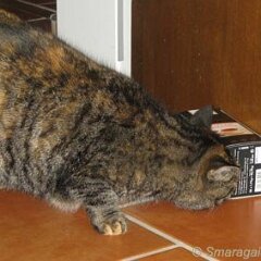 Nellie-2009-01-06_0165