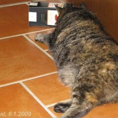 Nellie-2009-01-06_0169