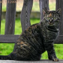 Nellie-2009-03-01_4232