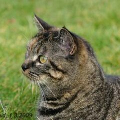 Nellie-2009-03-01_4271