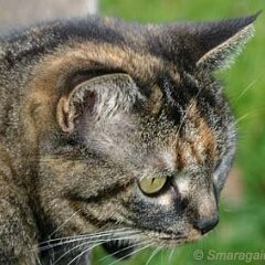 Nellie-2009-03-01_4286