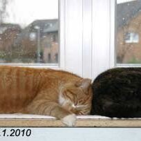 2010-01-17-Katten_5100