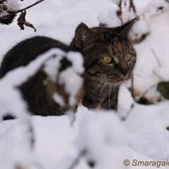 Nellie-2010-01-03_0052