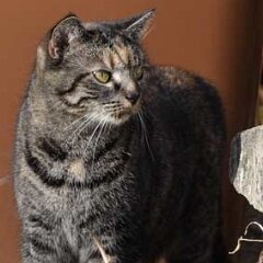 Nellie-2010-02-27_0343