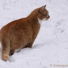 Ron-2010-01-03-Ron_0009