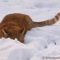 Ron-2010-02-15-Ron_0275