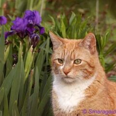 2011-04-30-Samtpfote_3320