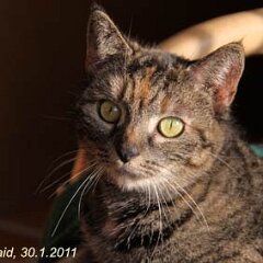 Nellie-2011-01-30-Nellie_2887